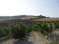 quota intera di appezzamento di terreno sito in Butera,...