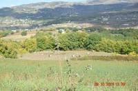 Terreni ricadenti in zona agricola - Area boscata. 